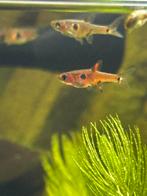 Boraras maculata - Dwergrasbora, Dieren en Toebehoren, Vissen | Aquariumvissen, Vis, Zoetwatervis, Schoolvis