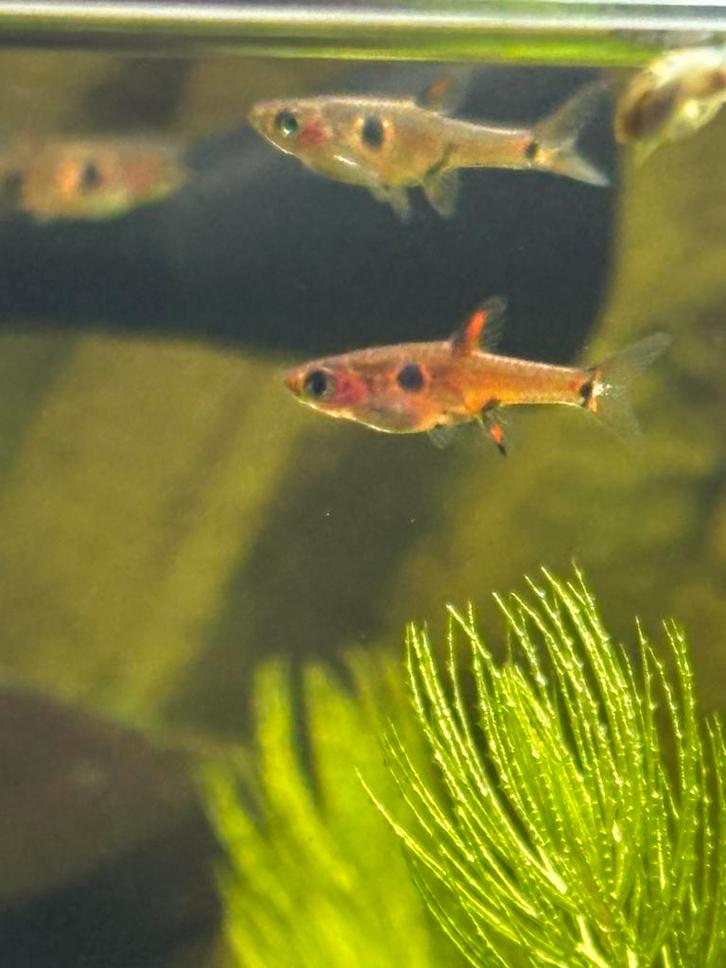 Boraras maculata - Dwergrasbora, Dieren en Toebehoren, Vissen | Aquariumvissen, Zoetwatervis, Vis, Schoolvis