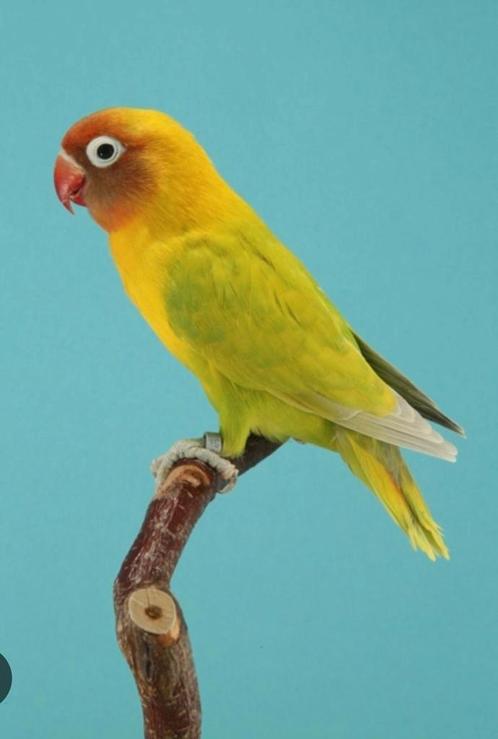 GEZOCHT: nigrigenis, Dieren en Toebehoren, Vogels | Parkieten en Papegaaien