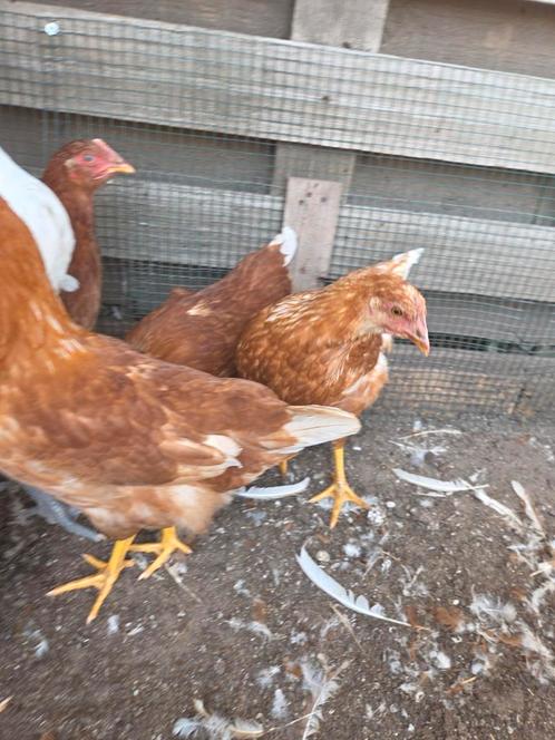 Legkip geënt/ handtam/Bijna aan de leg., Dieren en Toebehoren, Pluimvee, Kip, Vrouwelijk
