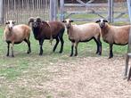 Kameroenschapen, Meerdere dieren, Schaap