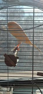 adoptie Yorkshire kanarie, Dieren en Toebehoren, Vogels | Kanaries, Vrouwelijk, Postuurkanarie