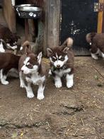 Choco husky pups, Dieren en Toebehoren, België, CDV (hondenziekte), 8 tot 15 weken, Poolhond