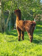 Alpaca hengst, Mannelijk, 3 tot 5 jaar