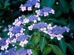 Hydrangea serrata blue bird, Tuin en Terras, Ophalen