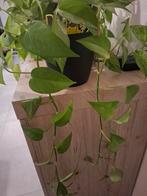 Epipremnum jade pothos en marble queen kamerplant, Huis en Inrichting, Kamerplanten, Ophalen