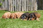 Prachtige Cockapoo pups, België, Overige rassen, CDV (hondenziekte), 8 tot 15 weken
