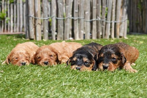 Prachtige Cockapoo pups, Dieren en Toebehoren, Honden | Retrievers, Spaniëls en Waterhonden, Meerdere dieren, Overige rassen, Fokker | Professioneel