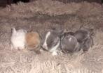 Mooie Raszuivere Minilop baby konijntjes te koop, Dieren en Toebehoren, Meerdere dieren, Klein, Hangoor, 0 tot 2 jaar