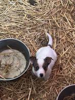 JACK RUSSEL PUPS, Dieren en Toebehoren, CDV (hondenziekte), België, Particulier, Reu