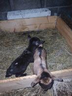 Dwerggeitjes papfleslammetjes, Dieren en Toebehoren, Vrouwelijk, Geit, 0 tot 2 jaar