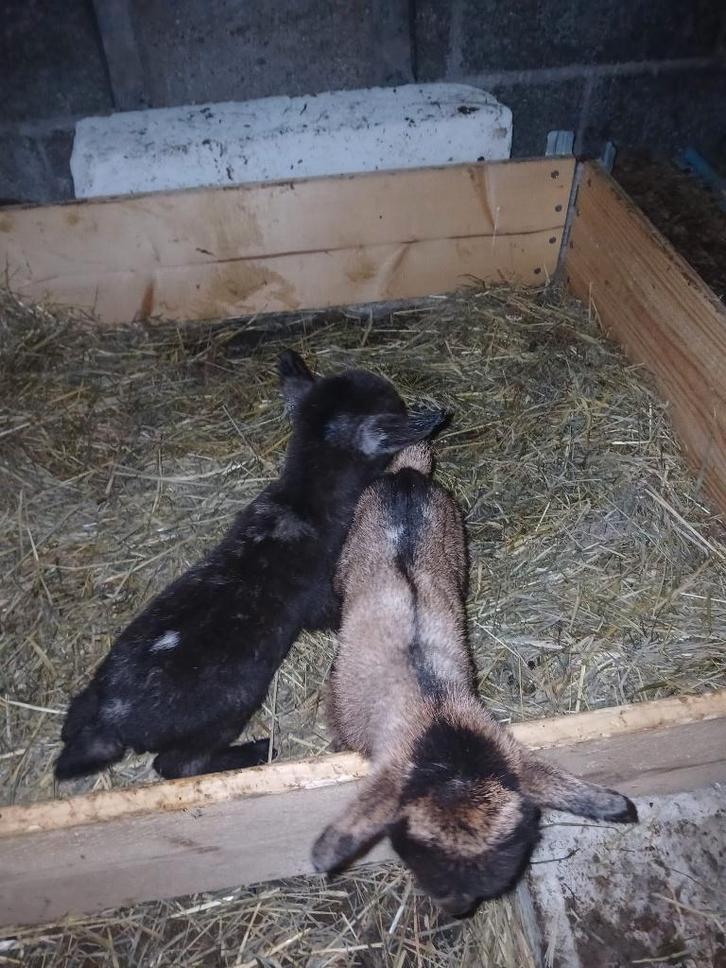 Dwerggeitjes papfleslammetjes, Dieren en Toebehoren, Schapen, Geiten en Varkens, Geit, Vrouwelijk, 0 tot 2 jaar