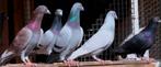 5 koppels postduiven te koop (wedstrijd duiven)