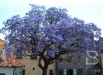 Paulownia Tomentosa - keizerboom, Tuin en Terras, Planten | Bomen, Ophalen