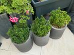 Bloempot + Chinese Buxusplant, Tuin en Terras, Ophalen