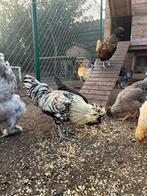 Padua hanen gratis, Dieren en Toebehoren