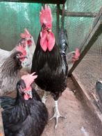 Gratis setje pluimvee: 1 haan en 2 kippen., Kip, Meerdere dieren