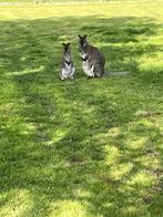 Kangoeroe witte en bruine, Dieren en Toebehoren