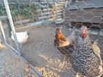 Kippen, Dieren en Toebehoren, Pluimvee
