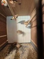 Zebravinken bruin groot, Dieren en Toebehoren