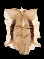 oud vel van een springbok, jaren 60-70, Enlèvement ou Envoi, Comme neuf, Animal sauvage, Autres types