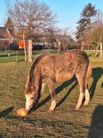 Heel mooi welsh B merrieveulen, Dieren en Toebehoren, Merrie, Met stamboom, 0 tot 2 jaar, C pony (1.27m tot 1.37m)