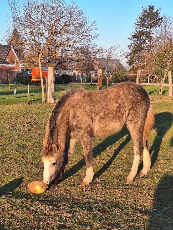 Heel mooi welsh B merrieveulen, Dieren en Toebehoren, Pony's, Merrie, Onbeleerd, C pony (1.27m tot 1.37m), 0 tot 2 jaar, Met stamboom