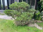 Bonsai bos, Jardin & Terrasse, Plantes | Arbres, Enlèvement, En pot, 100 à 250 cm