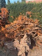 Gratis hout stronk en struiken, Ophalen