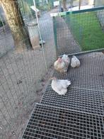 Trio cochin parelgrijskoekoek, Plusieurs animaux, Poule ou poulet