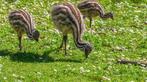 Emoe kuikens, Overige soorten, Geslacht onbekend