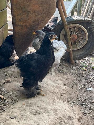 Brahma kuikens beschikbaar voor biedingen