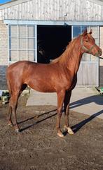 Prachtige Arabier, Dieren en Toebehoren, Paarden, Minder dan 160 cm, Gechipt, Ruin, Niet van toepassing