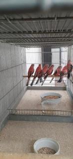 Opaline bourkes, Dieren en Toebehoren