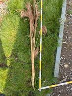Droogbloemen 1,20 m lang 10 stuks per boeket, Ophalen