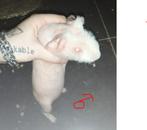 naakte cavia/magere mannetjes, Dieren en Toebehoren, Knaagdieren, Cavia, Mannelijk, Tam, Oktober