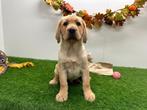 Labrador Retriever pups, Dieren en Toebehoren, België, Reu, 8 tot 15 weken, CDV (hondenziekte)