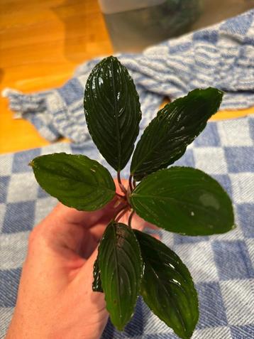 Bucephalandra 'Skeleton King' beschikbaar voor biedingen