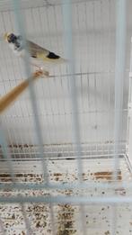 Chardonneret, Dieren en Toebehoren, Ophalen of Verzenden, Nieuw