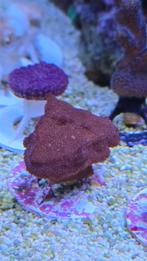 Montipora paars koraal, Dieren en Toebehoren, Vissen | Aquariumvissen, Overige typen, Zoutwatervis