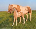 Palomino bont minipaardje van 2025., Dieren en Toebehoren, Paarden, Hengst, Recreatiepaard, Gechipt, 0 tot 2 jaar