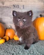 Pomeriaan pom pomeranian dwergkees pups Belgische pups, Dieren en Toebehoren, België, Keeshond, CDV (hondenziekte), 8 tot 15 weken