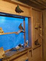 Voyager-duiven, Dieren en Toebehoren, Geringd