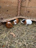 3 jonge cavia zeugjes, Dieren en Toebehoren, Cavia, Vrouwelijk, Januari, Tam