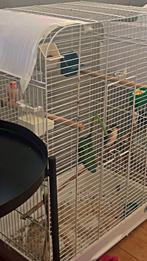 Canari, Animaux & Accessoires, Oiseaux | Cages & Volières, Enlèvement ou Envoi, Comme neuf