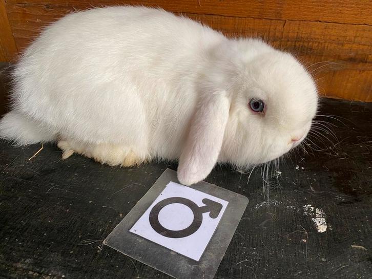 NHD nederlandse hangoordwerg jong, Dieren en Toebehoren, Konijnen, Dwerg, Meerdere dieren, 0 tot 2 jaar, Hangoor