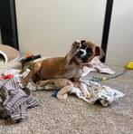 Super leuke boxer pups op zoek naar een gouden mandje., Dieren en Toebehoren, België, Overige rassen, CDV (hondenziekte), 8 tot 15 weken