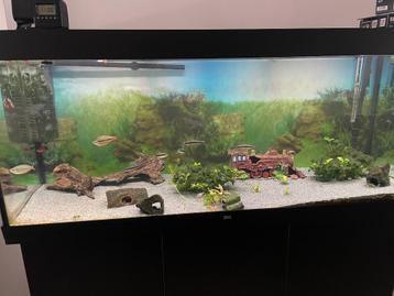 Aquarium  beschikbaar voor biedingen