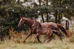 Dressuurtalent voor de toekomst, Dieren en Toebehoren, Paarden, Gechipt, Dressuurpaard, 0 tot 2 jaar, Hengst