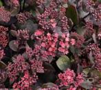 Sedum Cherry Chocolate, Tuin en Terras, Ophalen, Halfschaduw